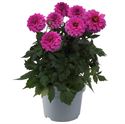Bild von Ej Dahlia Lilac